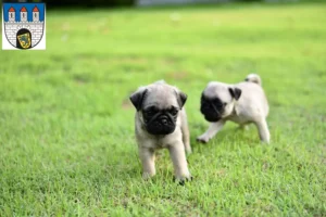 Mehr über den Artikel erfahren Mops Züchter und Welpen in Celle