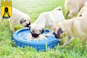 Mehr über den Artikel erfahren Mops Züchter und Welpen in Cuxhaven