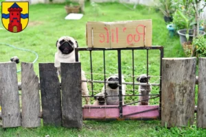 Mehr über den Artikel erfahren Mops Züchter und Welpen in Delmenhorst