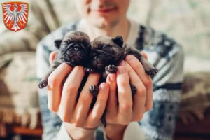 Mehr über den Artikel erfahren Mops Züchter und Welpen in Frankfurt am Main