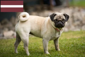 Mehr über den Artikel erfahren Mops Züchter und Welpen in Lettland