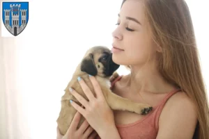 Mehr über den Artikel erfahren Mops Züchter und Welpen in Limburg an der Lahn