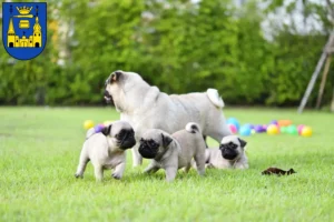 Mehr über den Artikel erfahren Mops Züchter und Welpen in Mettmann