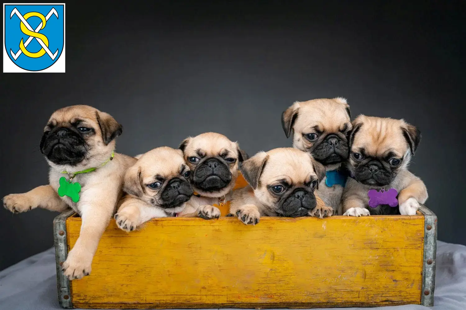 Mops Züchter und Welpen in Sangerhausen - Mops.de