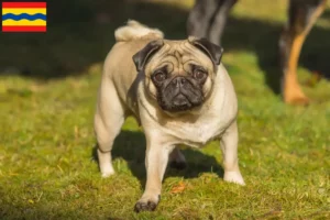 Mehr über den Artikel erfahren Mops Züchter und Welpen in Overijssel