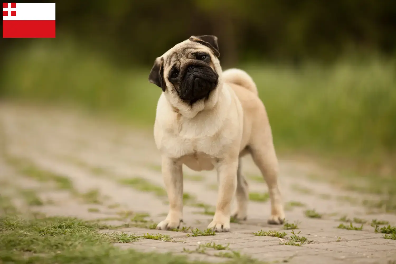 Mops Züchter und Welpen in Utrecht - Mops.de